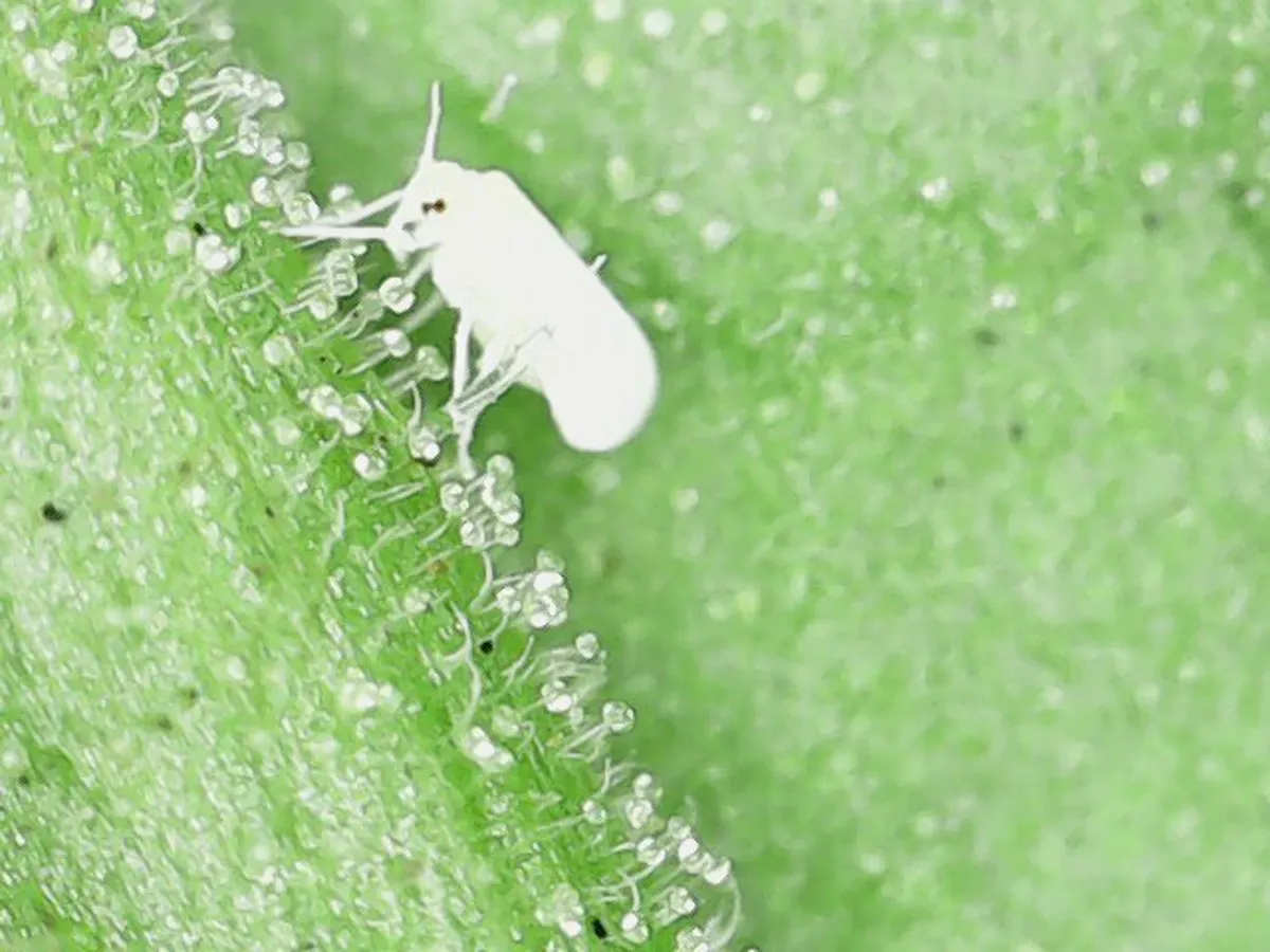 Adult whitefly showing characteristic white waxy wings on plant foliage
