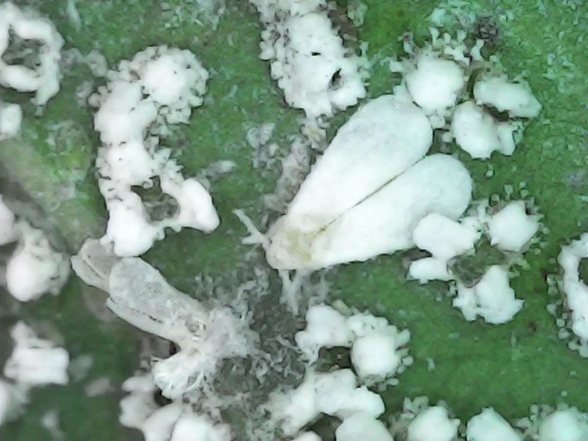 Multiple adult whiteflies alongside nymphs on leaf surface