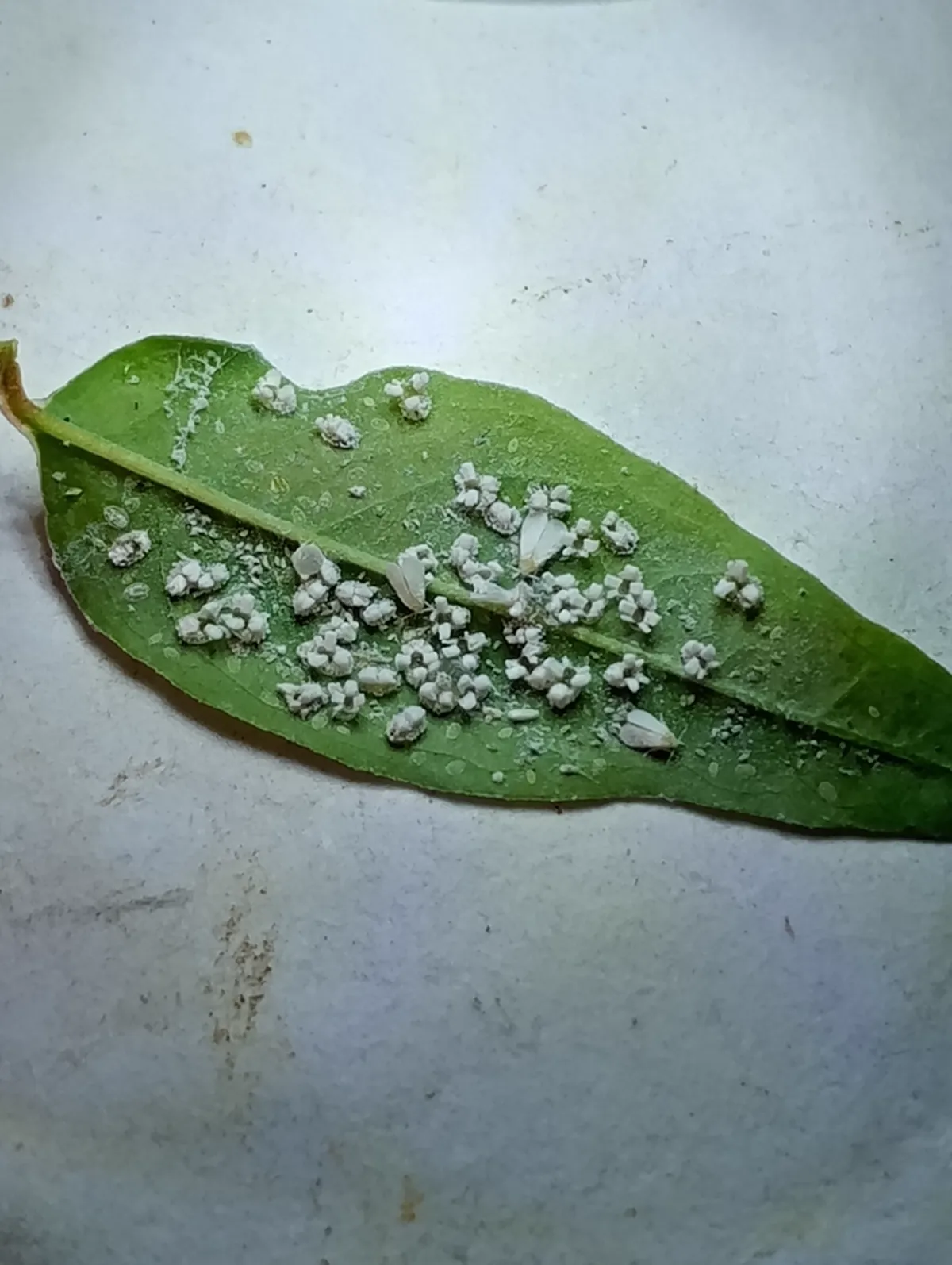 Colony of whitefly nymphs clustered on the underside of a leaf