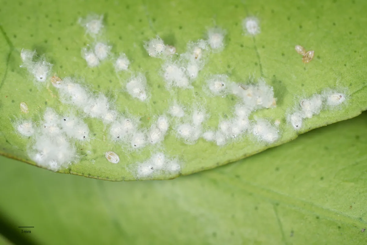 Whitefly nymphs with distinctive white waxy coating on leaf surface