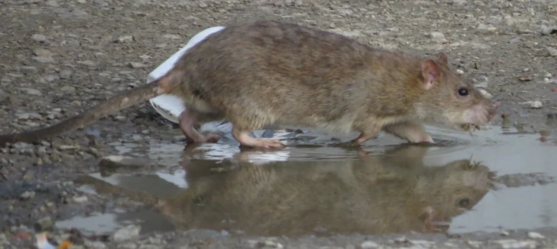 Wild rat drinking from puddle
