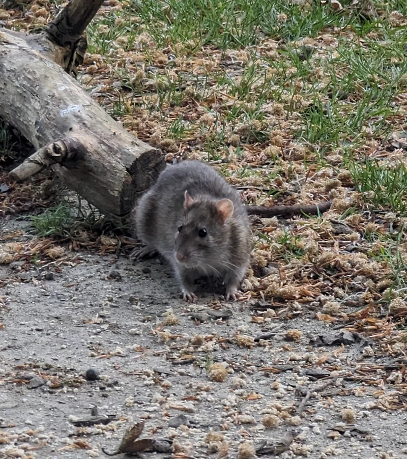 Wild rat near a log in natural habitat