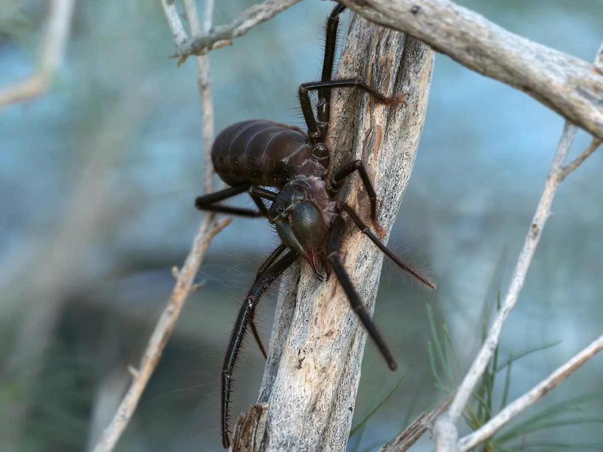 Dark-colored wind scorpion climbing a branch at night showing its elongated legs