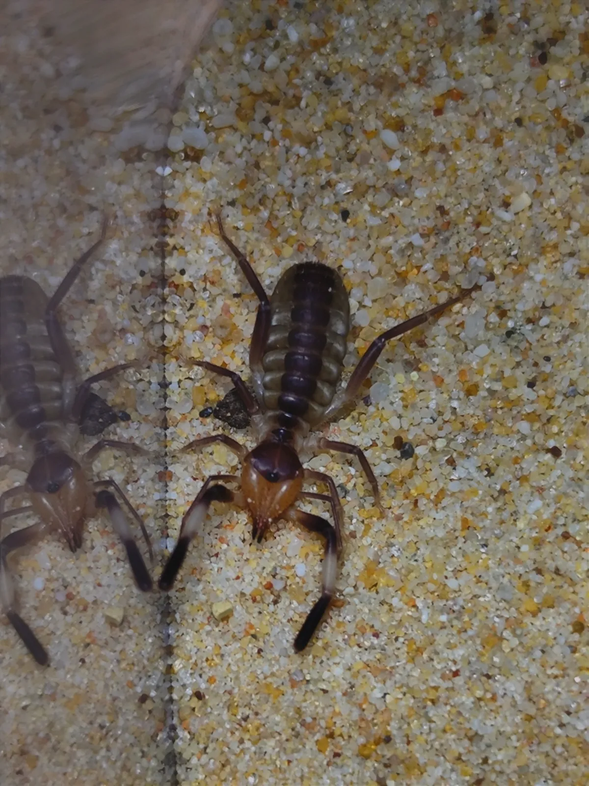 Wind scorpion on sandy surface displaying prominent chelicerae and banded abdomen