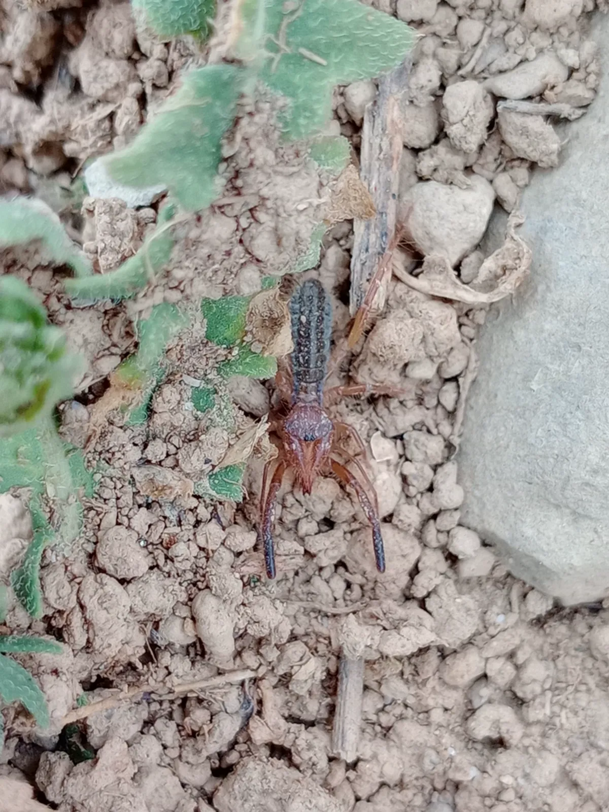 Wind scorpion in natural dry habitat among soil and leaf litter