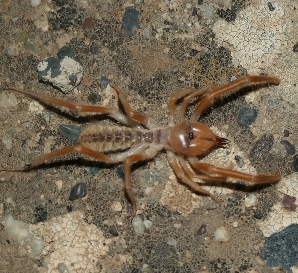 Top-down view of a tan wind scorpion on concrete showing full body and leg arrangement