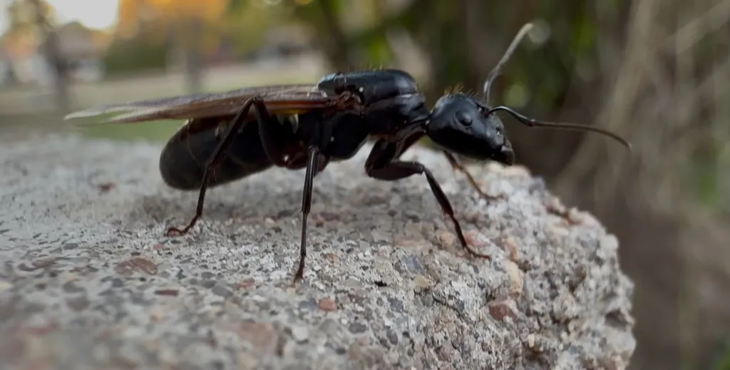 Winged carpenter ant swarmer in Alexandria, Virginia