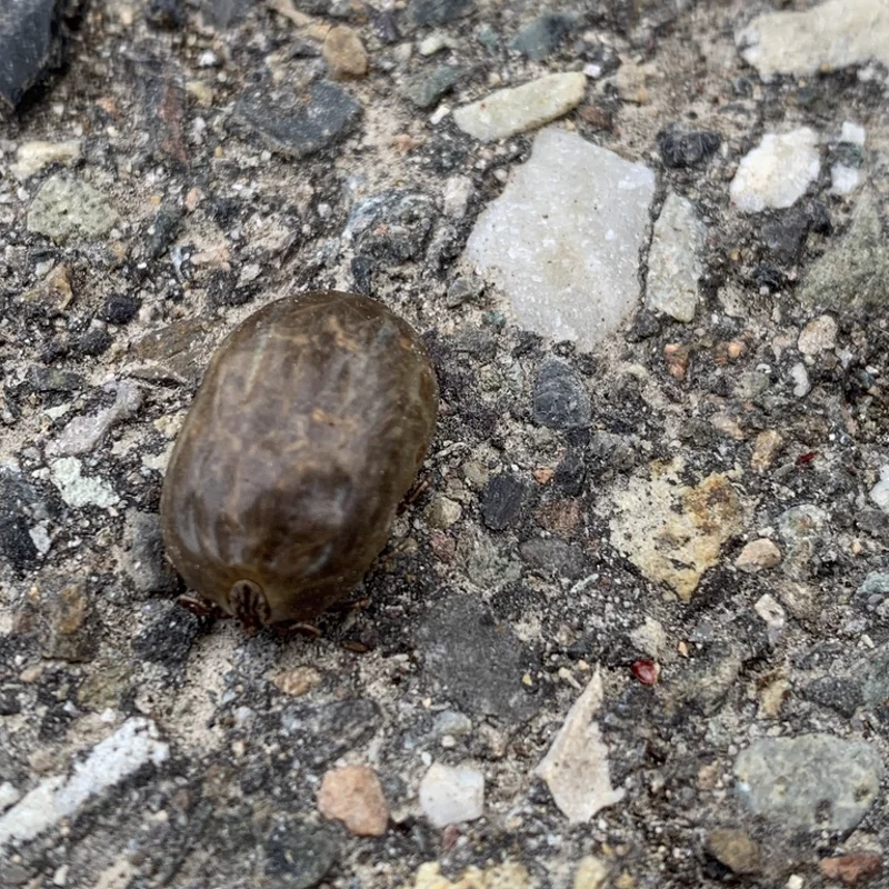 Engorged winter tick showing characteristic oval body shape