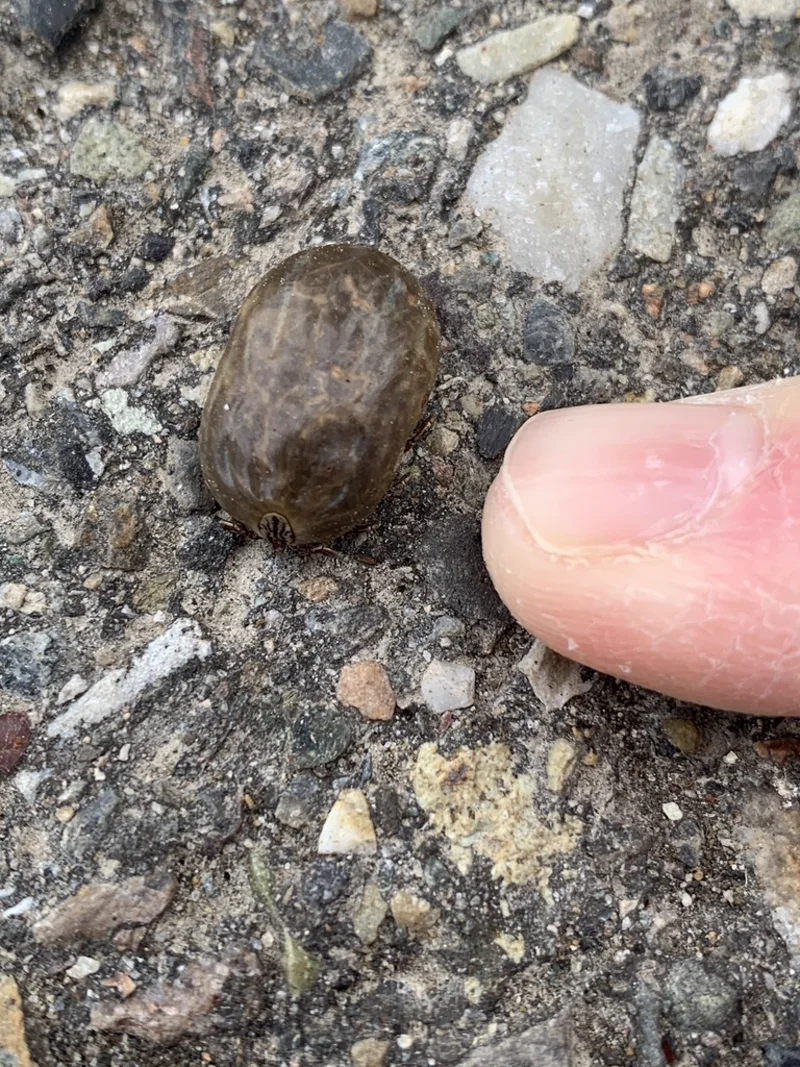 Winter tick next to human finger for size comparison