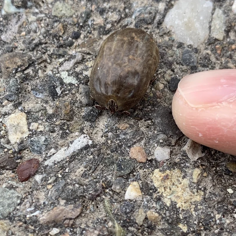 Engorged female winter tick next to finger for size comparison