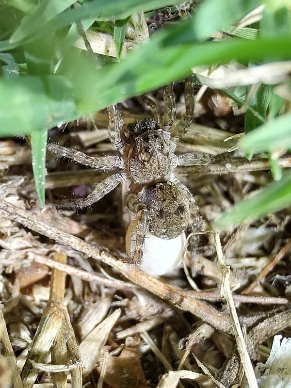 Female wolf spider carrying egg sac attached to spinnerets