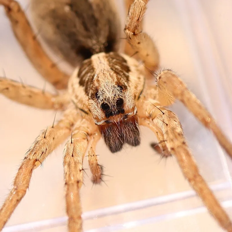 Close-up of a brown wolf spider on a wood floor
