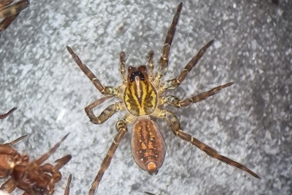 Wolf spider with distinctive markings on back