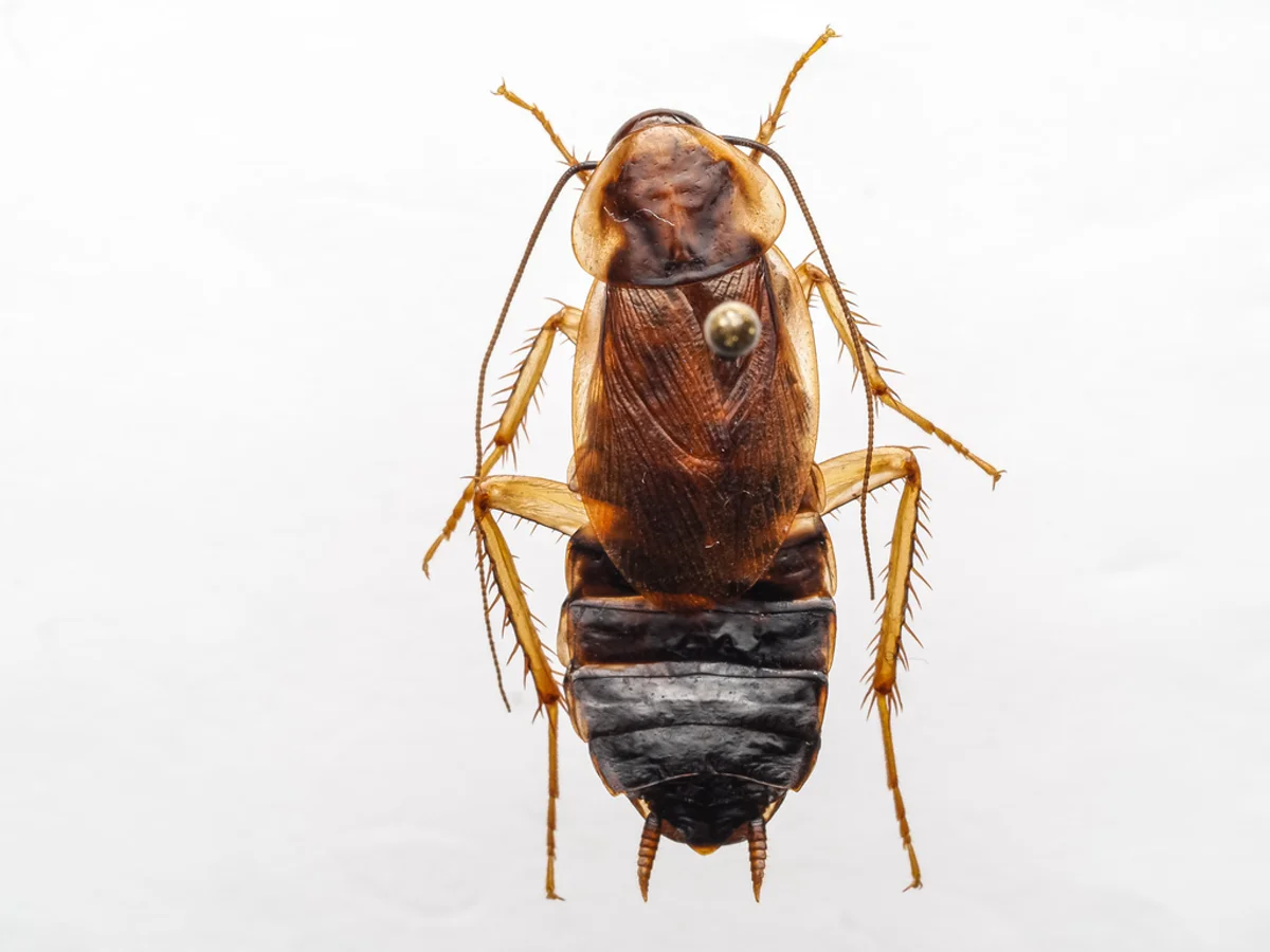 Wood cockroach specimen showing pale wing margins and body shape