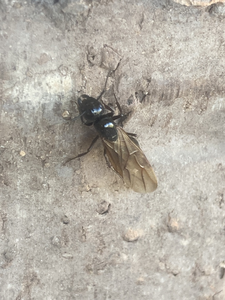 Winged carpenter ant swarmer found near Woodbridge, Virginia home