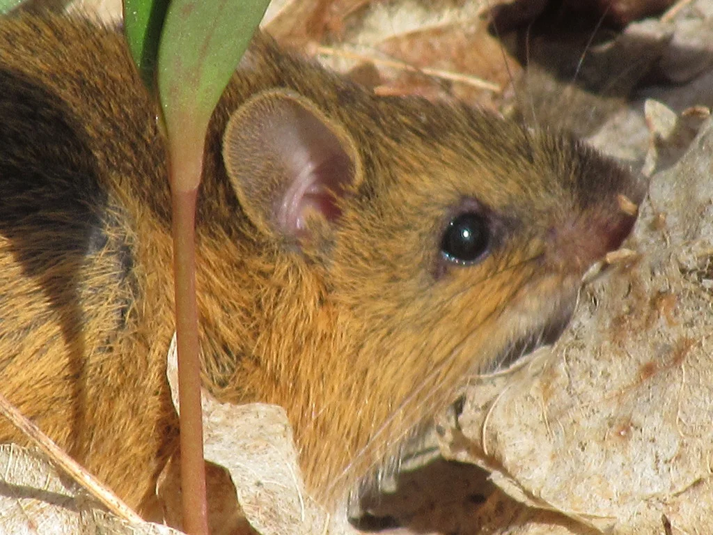 Close-up view of woodland jumping mouse face showing large ears and dark eyes