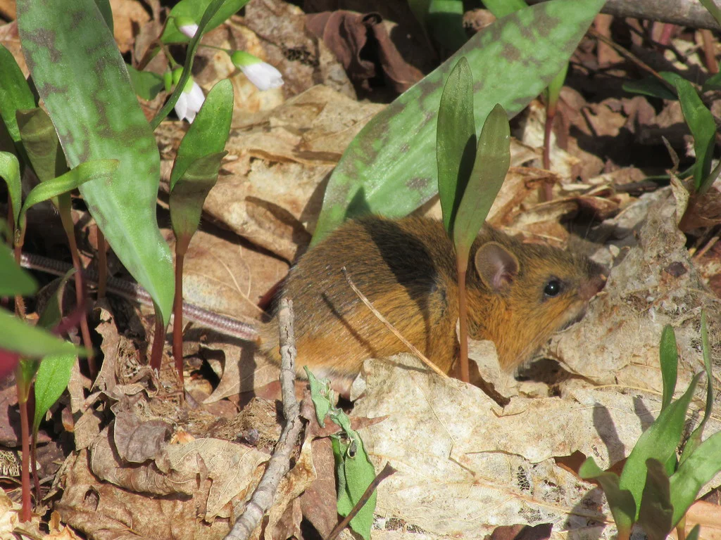 Woodland jumping mouse in forest floor habitat among leaves and vegetation