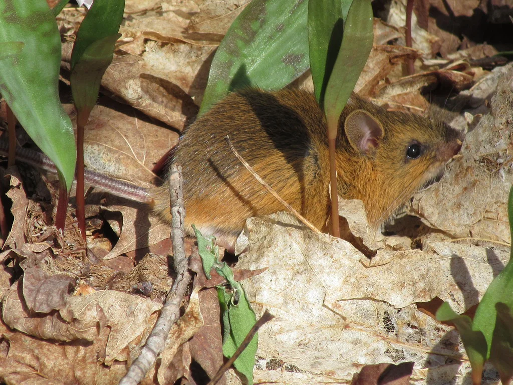 Woodland jumping mouse foraging among fallen leaves showing yellowish-orange sides