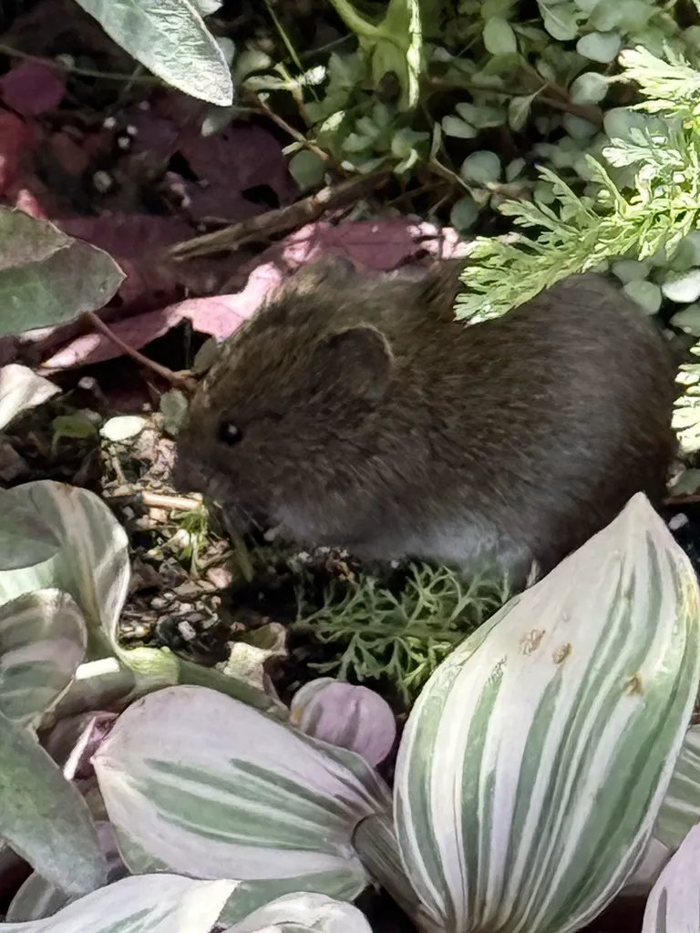Woodland vole foraging among garden plants showing characteristic brown fur