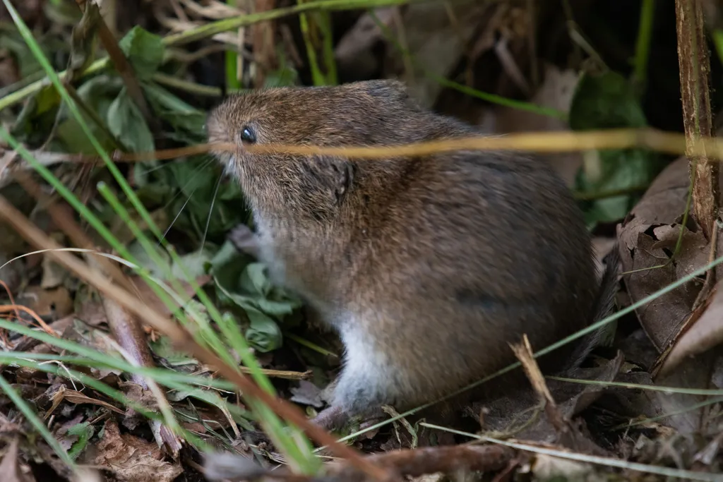 Woodland vole in natural leaf litter habitat with brown and cream coloring visible