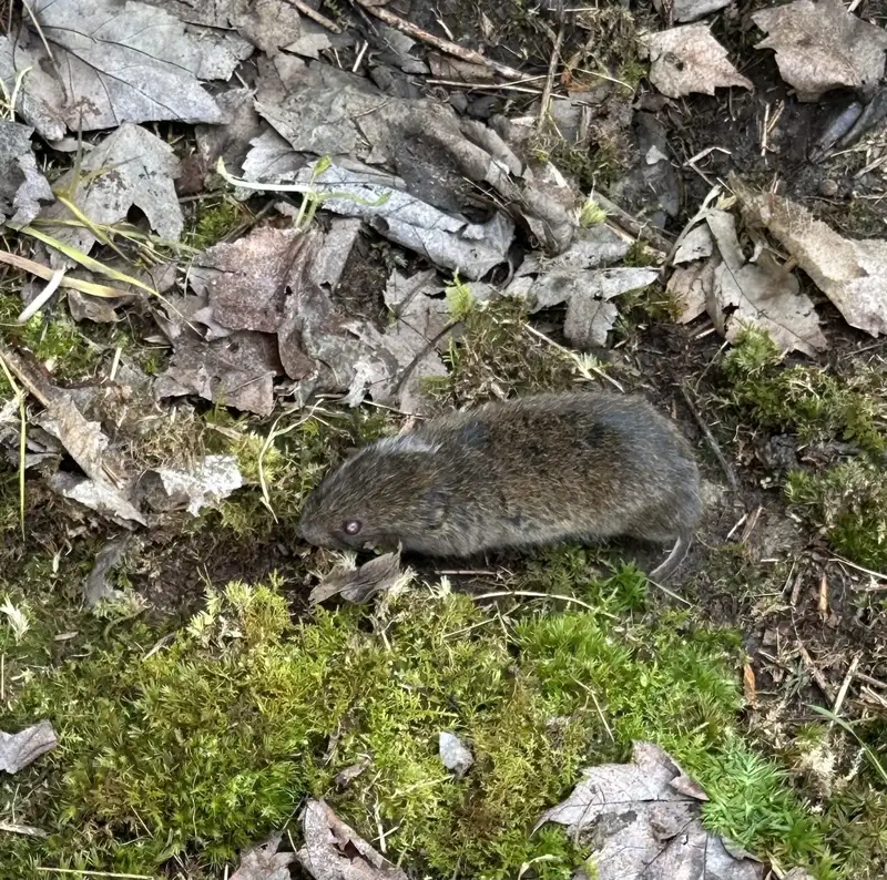 Woodland vole moving through mossy forest floor debris