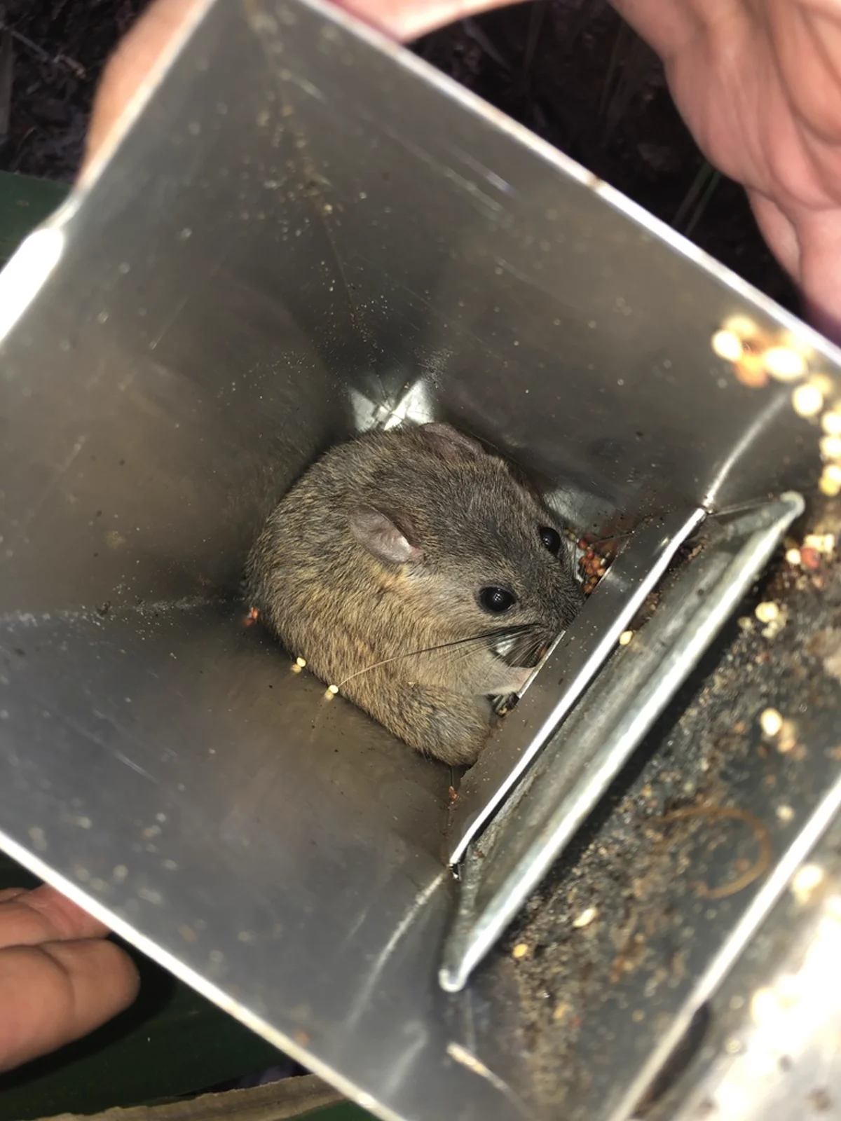 Eastern wood rat showing characteristic soft fur and rounded body