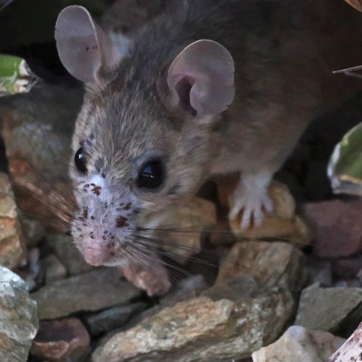 Woodrat with large ears and big dark eyes on a rock
