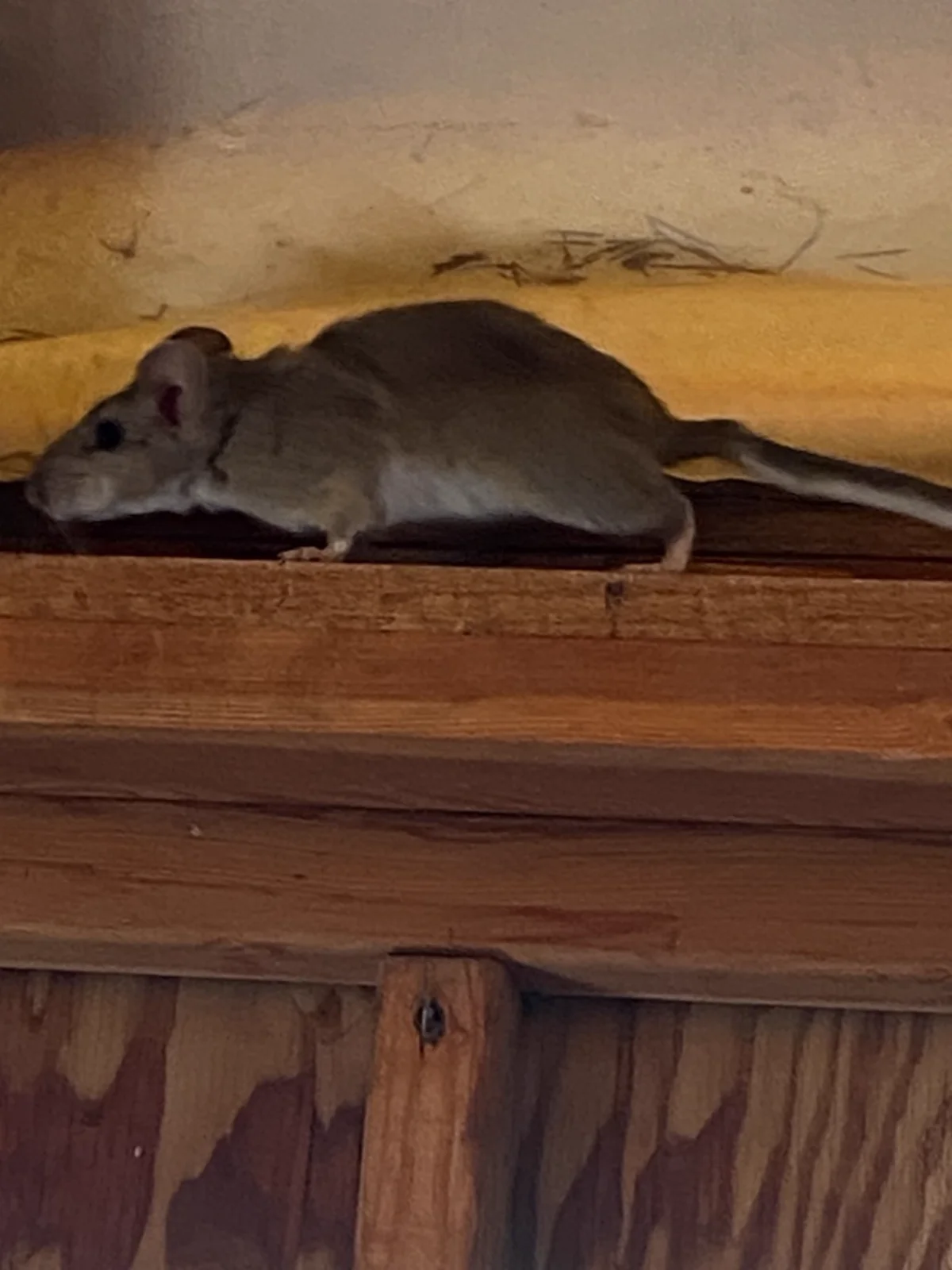 Wood rat on wooden beam showing full body profile