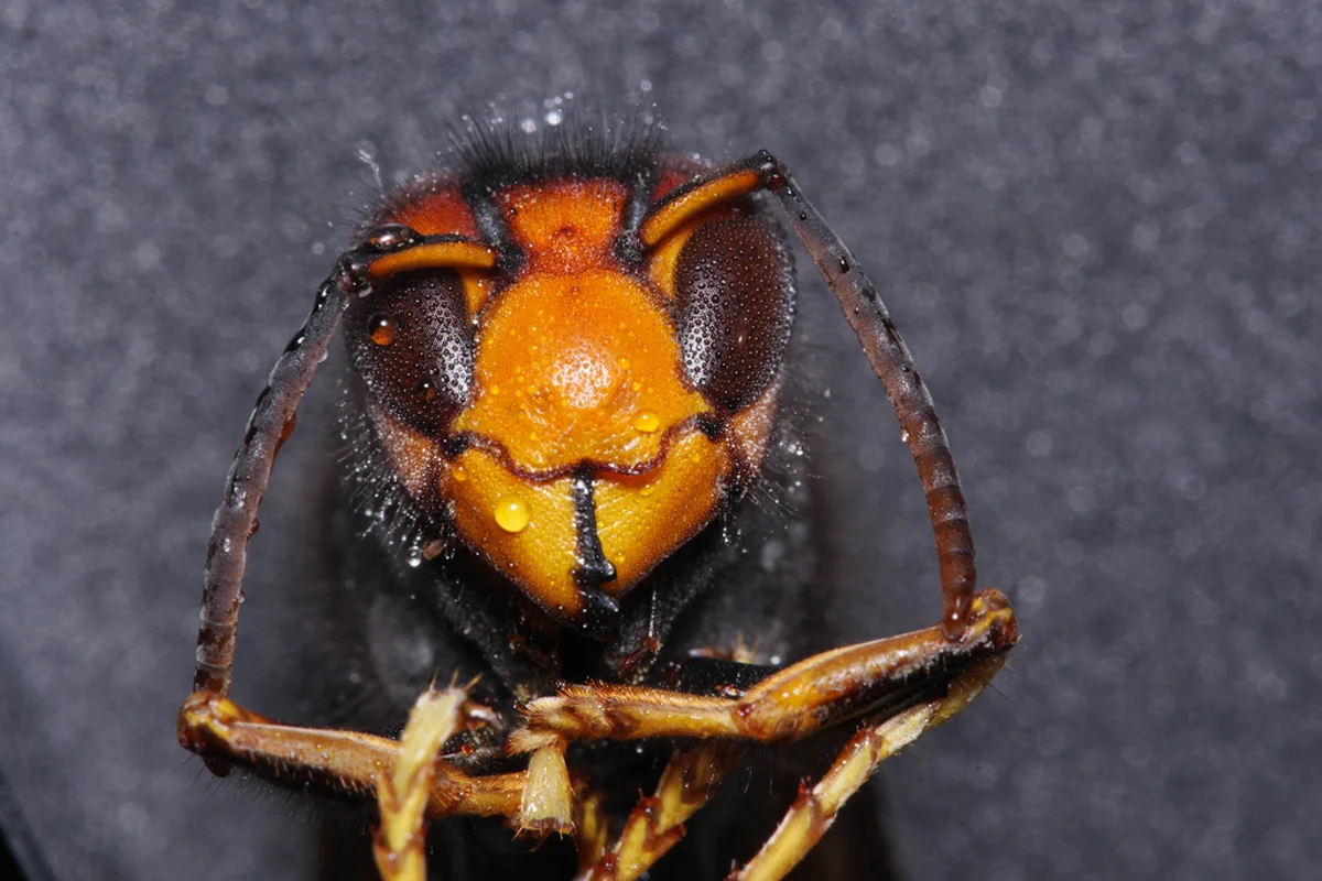 Front view of yellow-legged hornet showing distinctive orange-yellow face