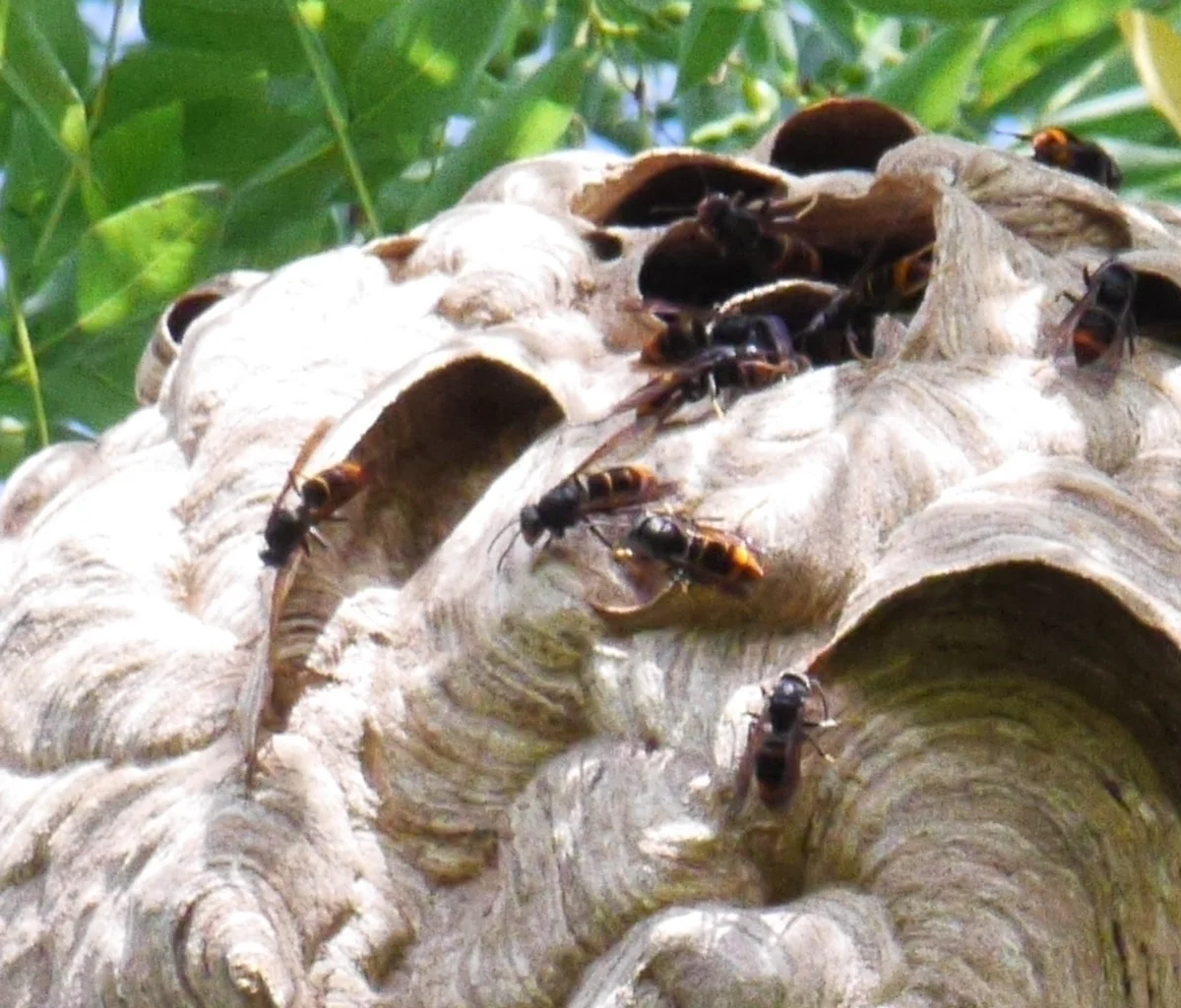 Close-up of yellow-legged hornets on their paper nest showing multiple workers