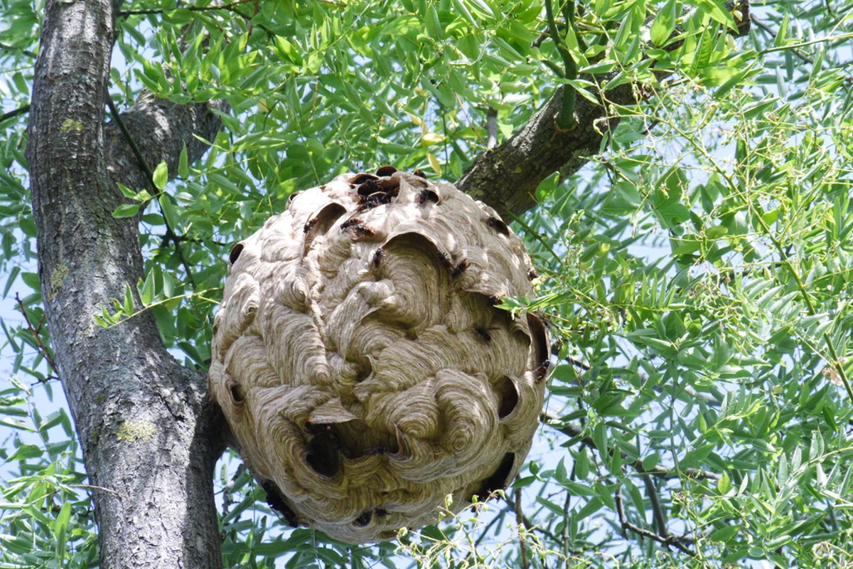 Large spherical yellow-legged hornet nest suspended in tree branches