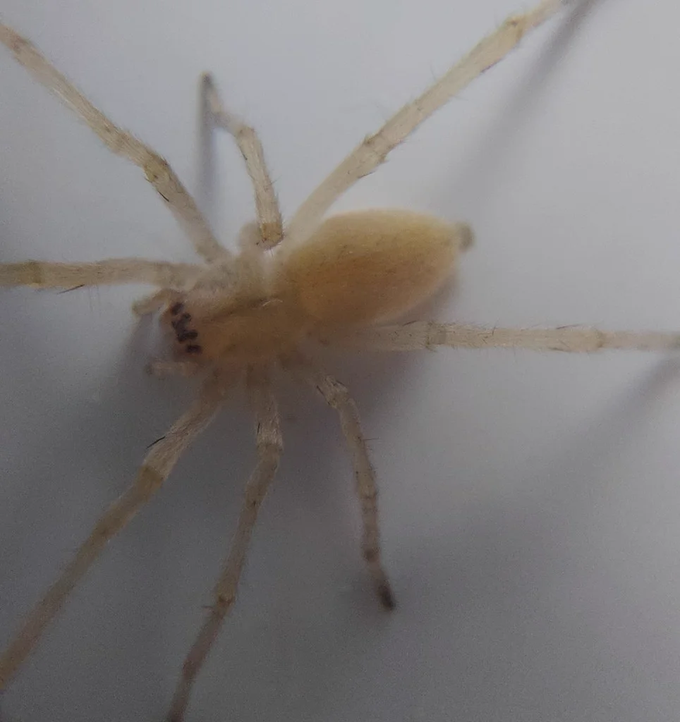 Close-up of yellow sac spider displaying cream-colored abdomen and darker chelicerae