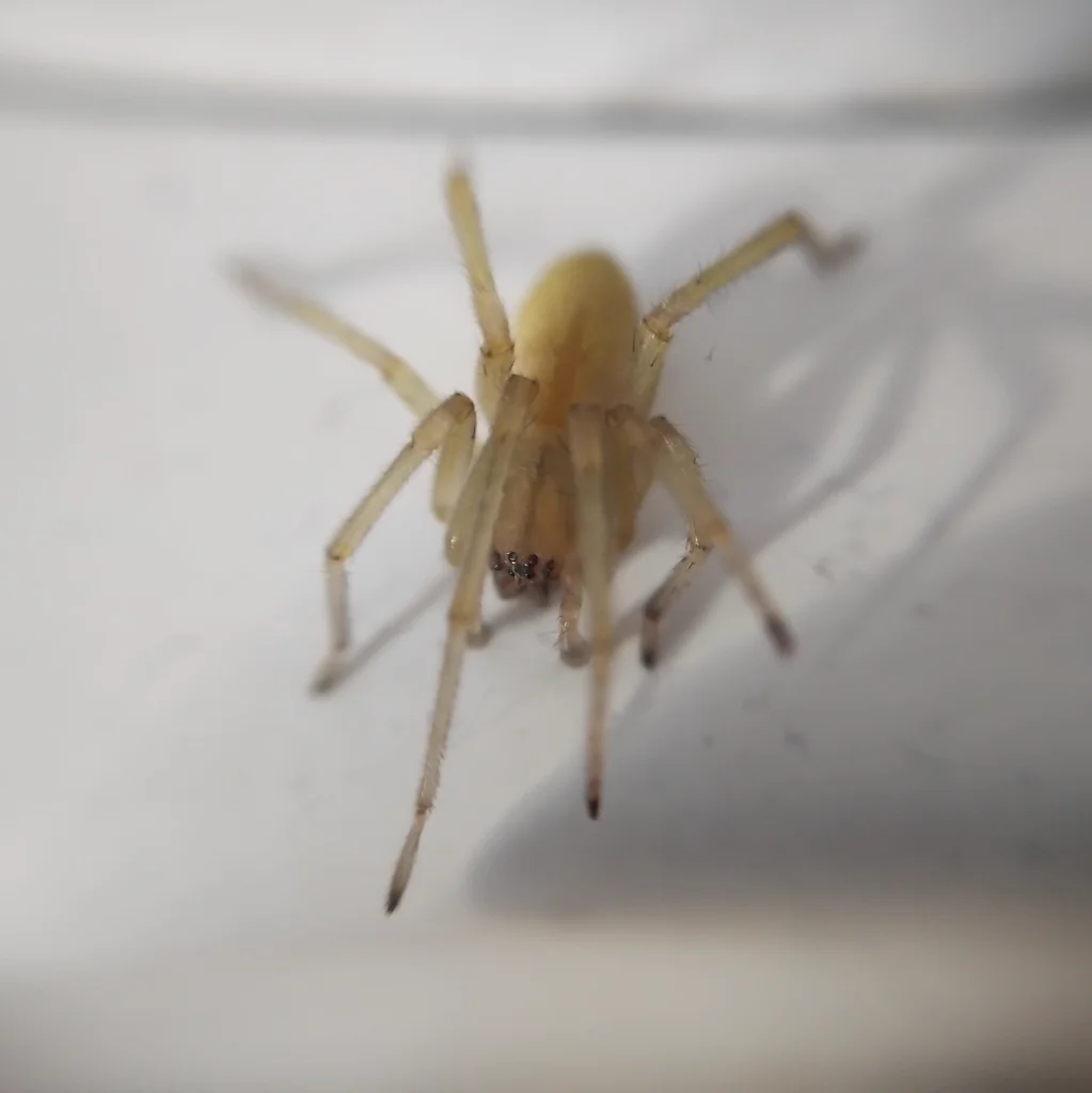 Pale yellow sac spider on a white wall