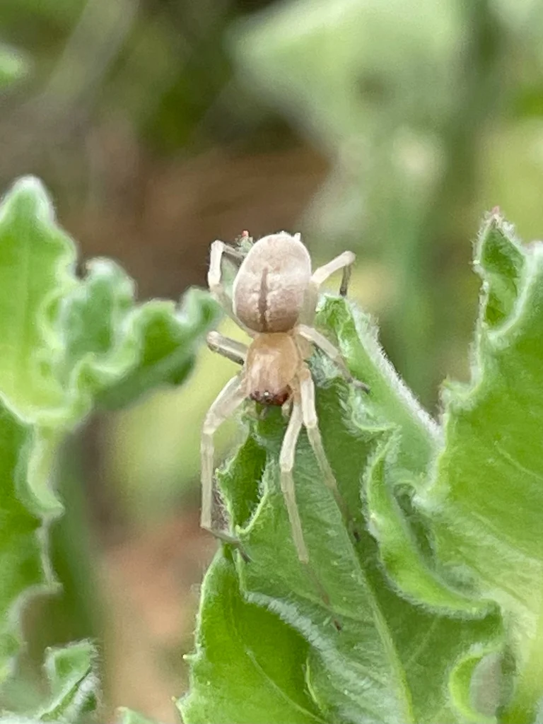 Yellow sac spider on green leaf in natural outdoor habitat