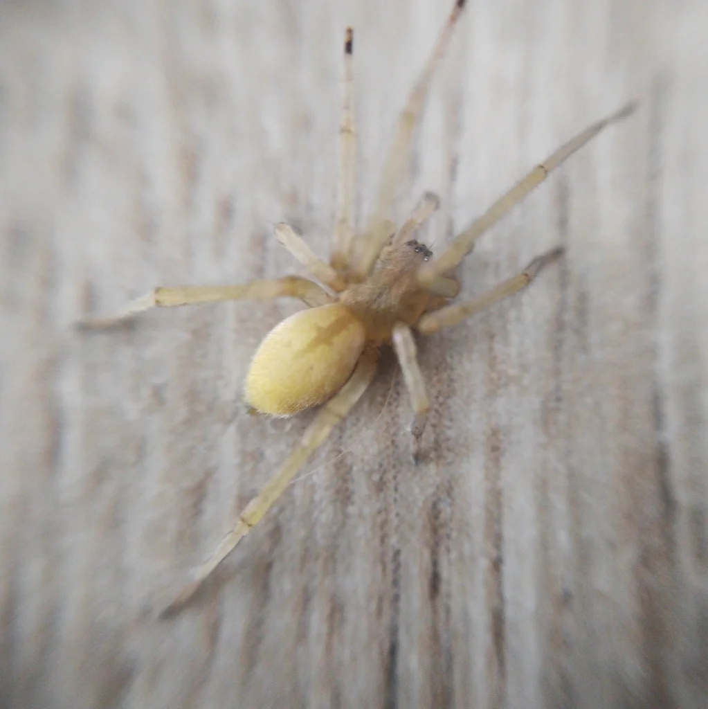 Yellow sac spider on weathered wood showing characteristic pale coloration
