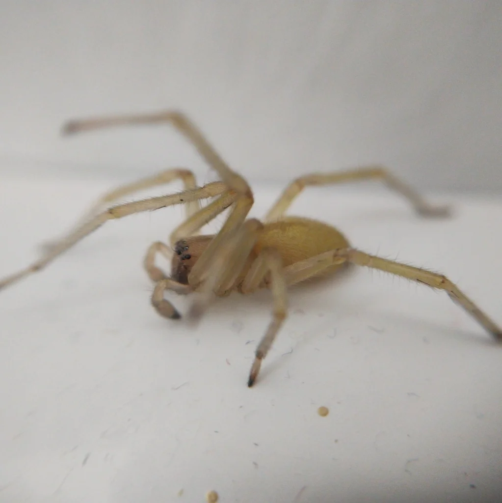 Side view of yellow sac spider showing body structure and leg arrangement